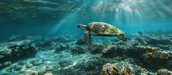 Obraz premium Caribbean Sea scenery with green turtle in Mexico. Creative Banner. Copyspace image