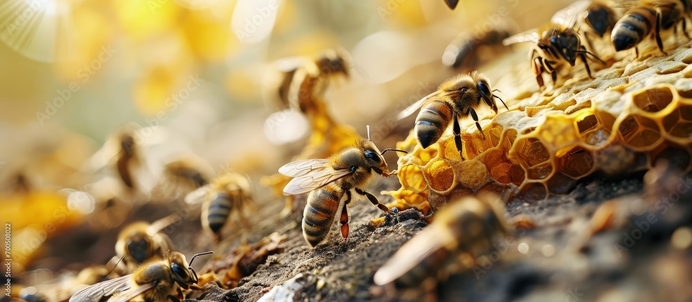 Poster closeup of bees on honeycomb in apiary selective focus copy space. Creative Banner. Copyspace image