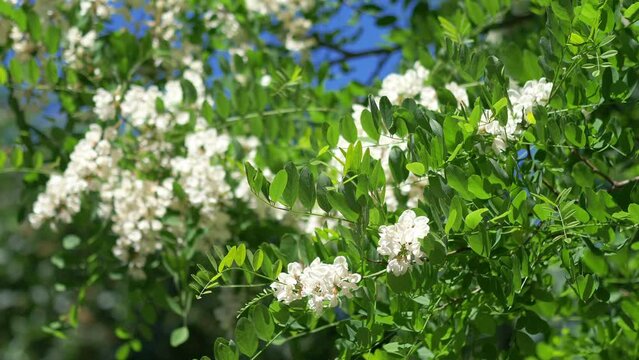 Blooming Acacia Tree with Delicate White Flowers in 4k slow motion 60fps