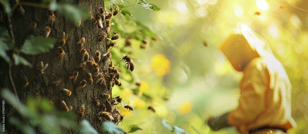 Poster Beekeeper removes a swarm of bees from a tree branch rear view. Creative Banner. Copyspace image