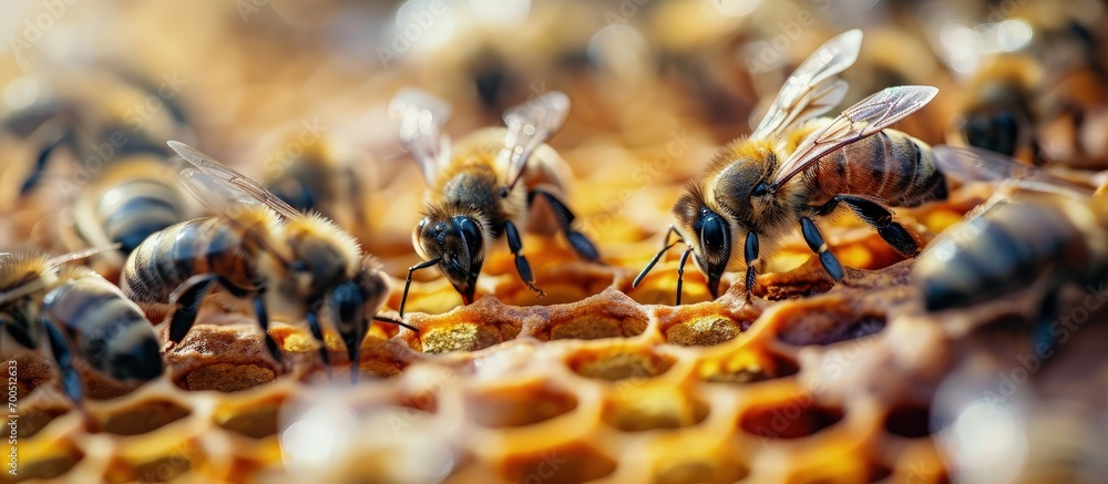 Poster closeup of bees on honeycomb in apiary selective focus copy space. Creative Banner. Copyspace image