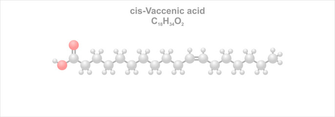 Cis-Vaccenic acid . Simplified scheme of the molecule.