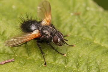 Closeup on a hairy European Tachinid fly , Zophomyia temula sitting on a green leaf
