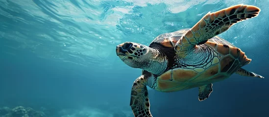 Poster Green sea turtle in blue sea water tropical tortoise swimming underwater. Creative Banner. Copyspace image © HN Works