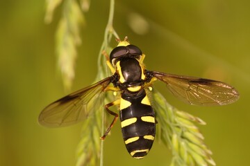 Closeup on the superb ant-hill hovervfly, Xanthogramma pedissequum, sitting on a green leaf