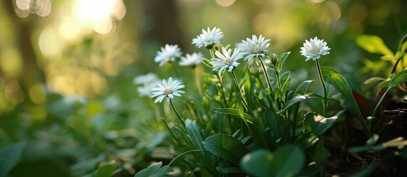Beautiful White Tiny Flower IN Nature Garden Images. Creative Banner. Copyspace image