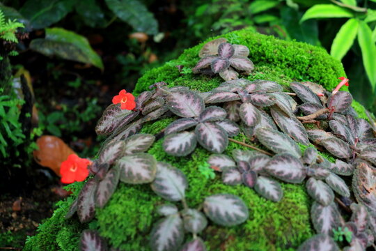 Bright red Carpet plant or Episcia blooming on covered moss rock and leves.
