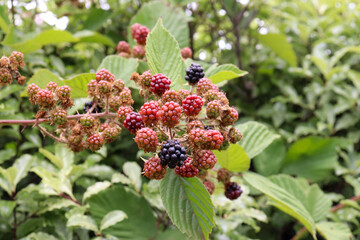 blackberries in australian rural landscape