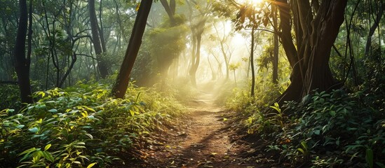 A forest path in the dreamy morning light with sunbeams breaking through. Creative Banner....