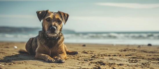 Dog cocker at the beach England Minimalist photo. Creative Banner. Copyspace image - obrazy, fototapety, plakaty