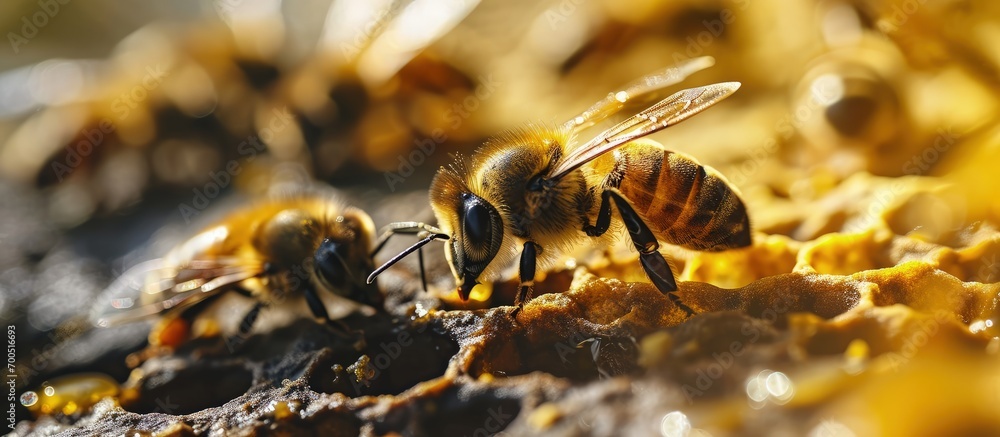 Poster a close up shot of bees in a bee hive with honey combs working together at the middle of the day producing honey. Creative Banner. Copyspace image