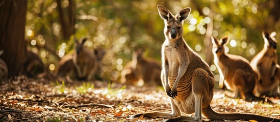 Close up view of kangaroo family at Lone Koala Sanctuary Brisbane Australia. Creative Banner....