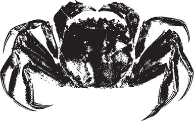 Vector vintage crab drawing. Hand drawn monochrome seafood illustration. Great for menu, poster or label. - obrazy, fototapety, plakaty