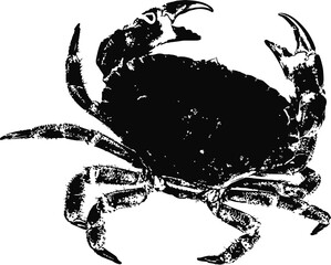 Vector vintage crab drawing. Hand drawn monochrome seafood illustration. Great for menu, poster or label.