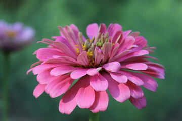Close up of Zinnia Flower in Full Bloom