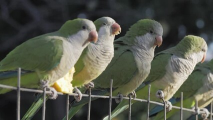 Barcelona. City Park. People feed parrots. Monk parakeet , Group of green parakeets on a chain-link fence