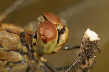 Detailed Close up of the head a Ruddy Darter, Sympetrum sanguineum hanging on a twig