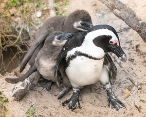 Naklejka premium Baby Penguin chicks with Mum on Boulders beach, Cape Town