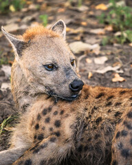 Fototapeta premium Hyena waiting under a tree for leftover Baboon that the Leopard was eating in the tree above