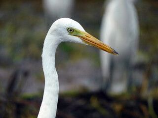 Fototapeta premium great white heron