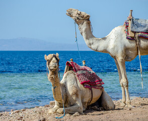 portrait of two camels on coast of sea in Egypt Dahab South Sinai