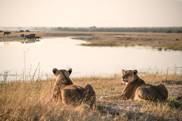 Two Lions eyeing up the Buffalo across the water