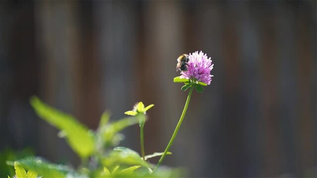 Bumblebee pollinates pink clover flower in summer garden, slow motion