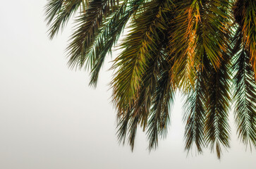 palm branches on a white background tropical background pattern