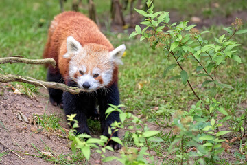 red panda in a clearing
