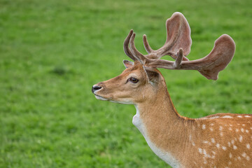 Fallow deer in a clearing a portrait