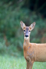 Roe-deer in a clearing in the wild, a portrait
