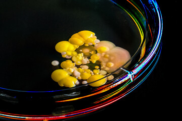 A close-up photograph of bacteria growing on agar in a petri dish.