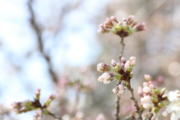 桜の花の蕾のクローズアップ