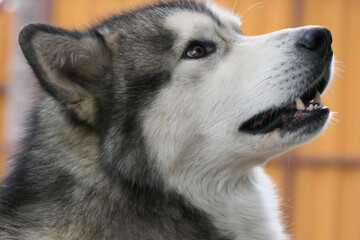 Close-up portrait of a Malamute dog.