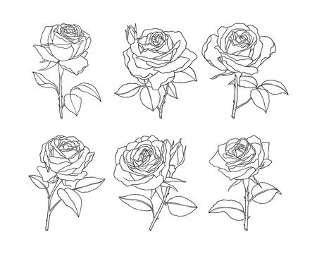 Set of rose flower hand drawn vector