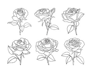 Set of rose flower hand drawn vector