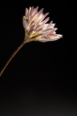 Typical and traditional Sicilian jasmine bud built with Inflorescence of wild carrot 