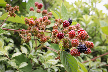 invasive blackberry canes and berry fruit in rural australian landscape