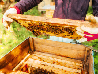 Beekeeper holding honeycomb frame over beehive for quality check inspection. Agriculture industry. Popular hobby, sweet organic honey production. Selective focus.