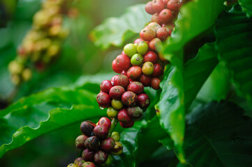 Coffee beans grow on tree