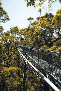 Australian Eucalyptus Wonderland: Enchanting Forestscape