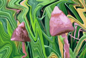 Psilocybe semilanceata, commonly known as the liberty cap