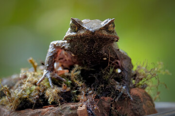 frog on the mossy rock