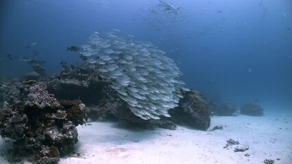 A large school of silver fish shoal together above a coral reef as they are chased and corralled by predators