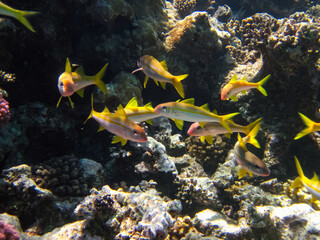 Many colorful fish in the expanses of the coral reef of the Red Sea