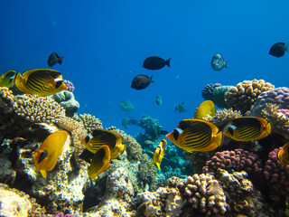 Many colorful fish in the expanses of the coral reef of the Red Sea