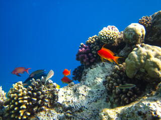 Many colorful fish in the expanses of the coral reef of the Red Sea