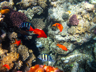 Many colorful fish in the expanses of the coral reef of the Red Sea