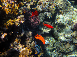 Many colorful fish in the expanses of the coral reef of the Red Sea