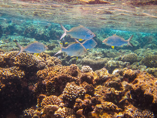 Many colorful fish in the expanses of the coral reef of the Red Sea